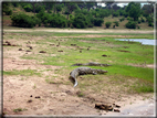 foto Parco nazionale del Chobe